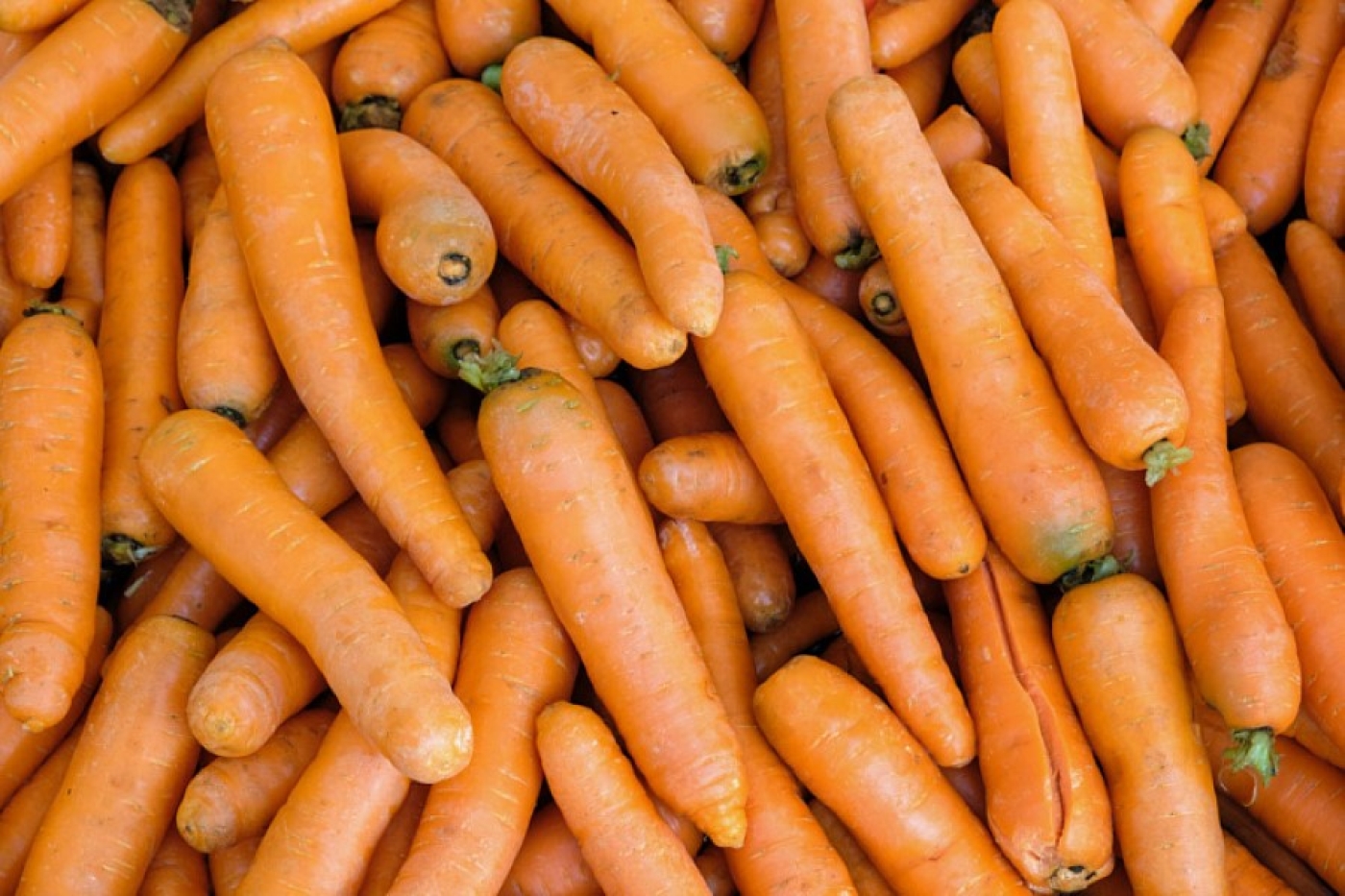 Можно ли есть морковь, у которой зеленая верхушка, – все выяснили