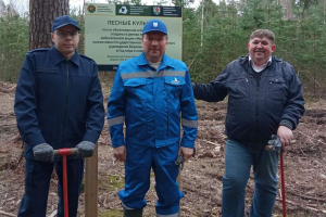 Работники прокуратуры Березинского района присоединились к республиканской акции "Неделя леса"