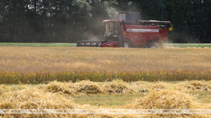 Белорусские аграрии убрали почти 30% зерновых