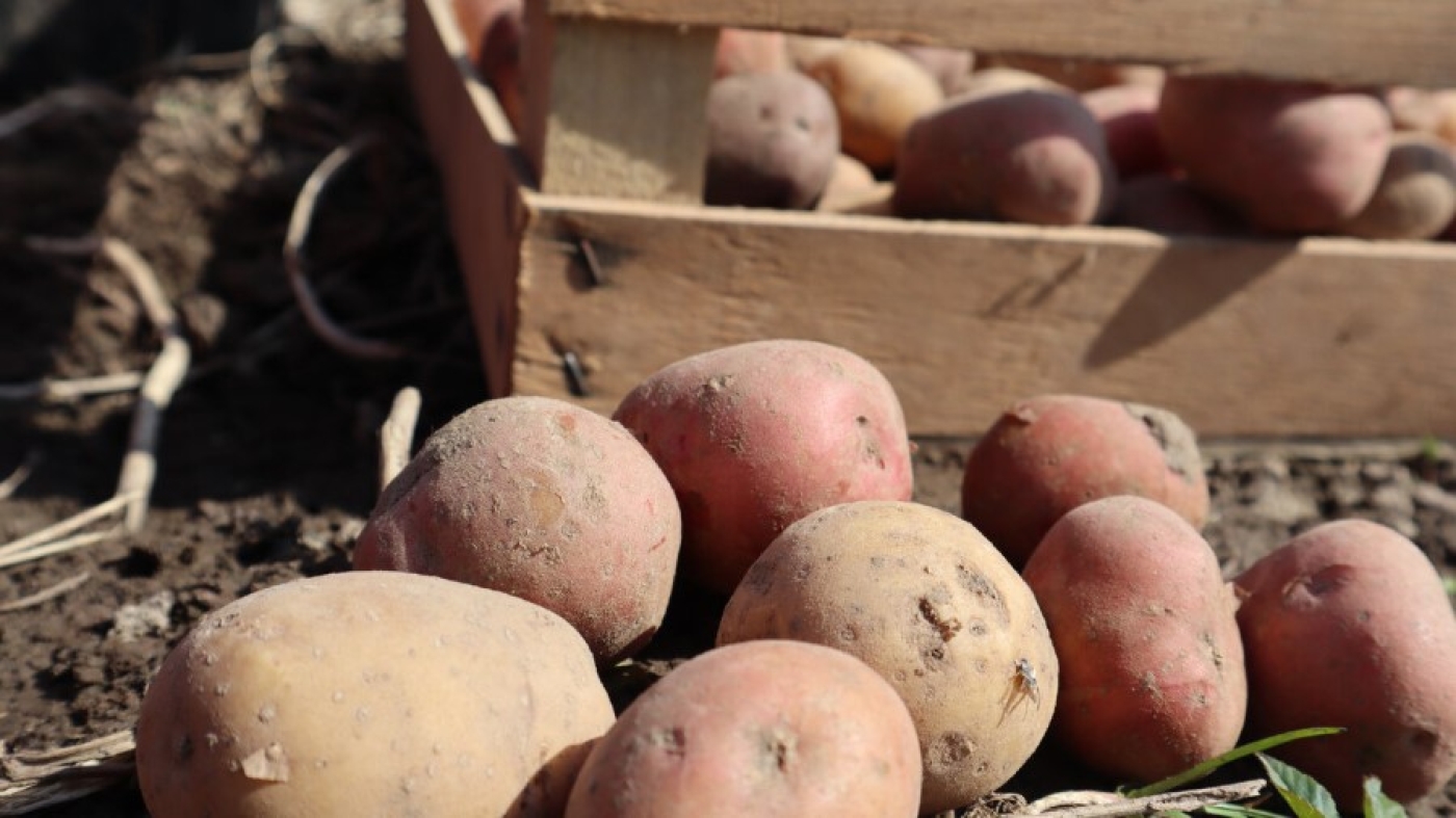 Урожай картофеля в этом году богатый: в сельхозорганизациях накопано 828 тысяч тонн клубней