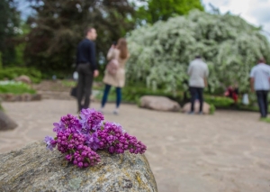Букет с ароматом штрафа. С какой сумой придется попрощаться за сорванные сирень и черемуху?
