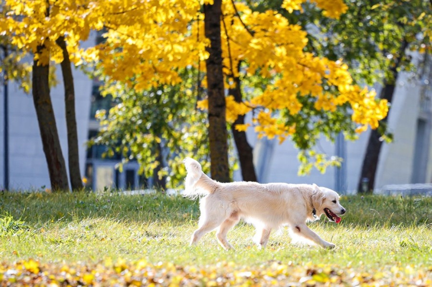 Погода в Беларуси 14 октября: кратковременный дождь, мокрый снег, порывистый ветер и от +1 °С до +10 °С