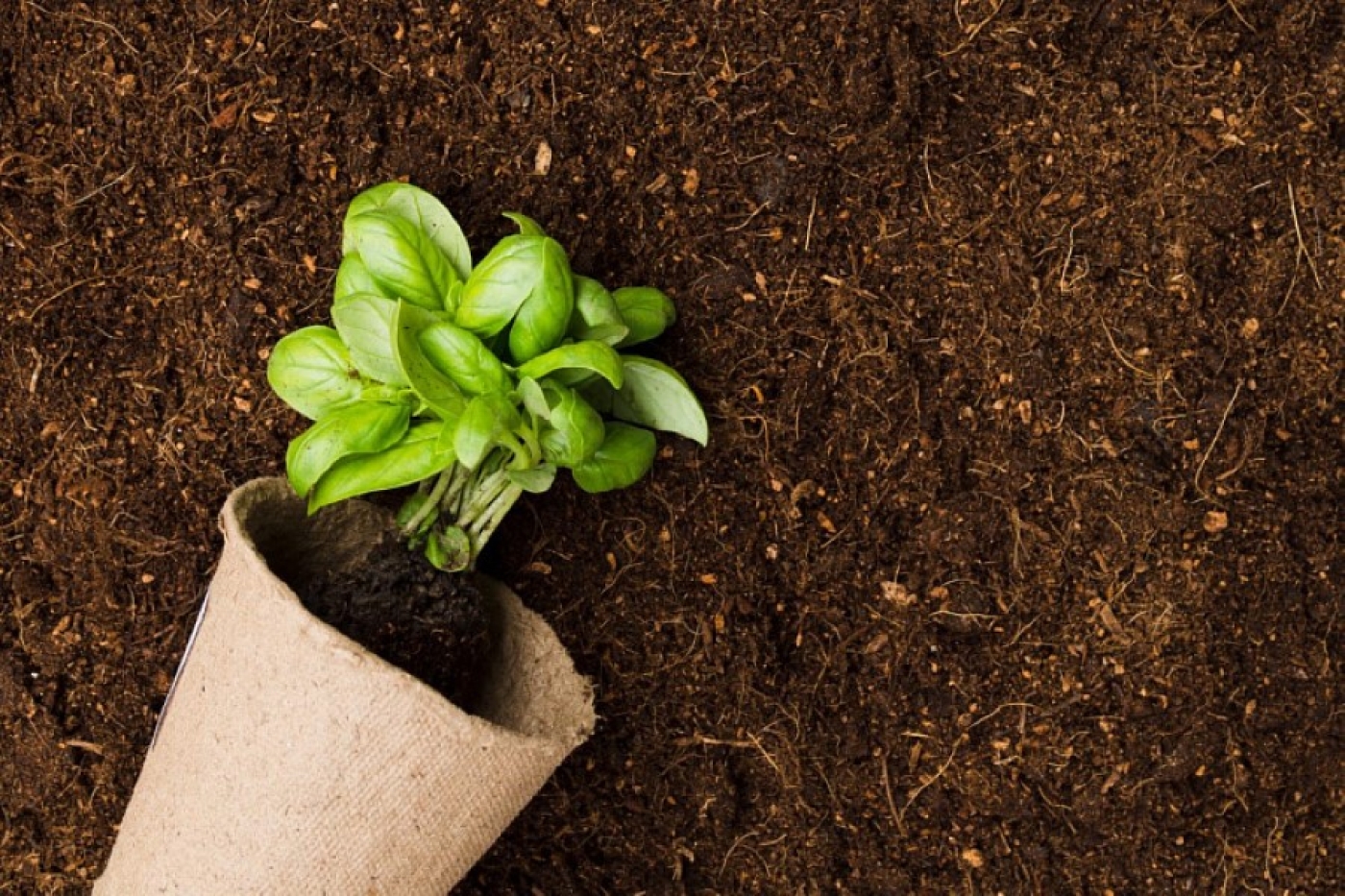 Рассада не растет неделями – виноват торф из магазинного грунта