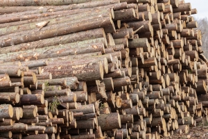 Целлюлоза, плитная продукция, ДСП. Что произведут из ветровальной и буреломной древесины