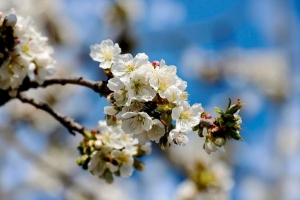 Яблок будет целый погреб: вот что налейте под деревья в апреле и мае