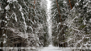 Установлен порядок финансирования юрлицами мероприятий по ведению лесного и охотничьего хозяйства