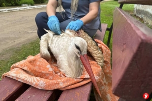 Под Березино нашли раненого аиста — его доставят в реабилитационный центр