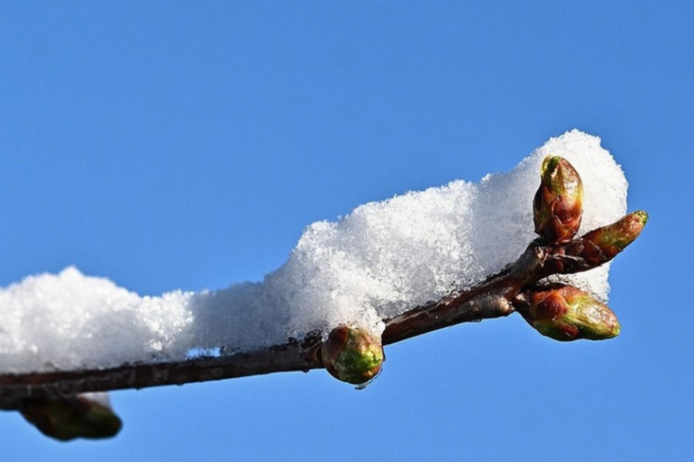 Народные приметы на Масленицу: во что верили наши предки