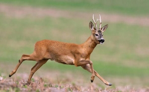 Открыта охота на косулю европейскую