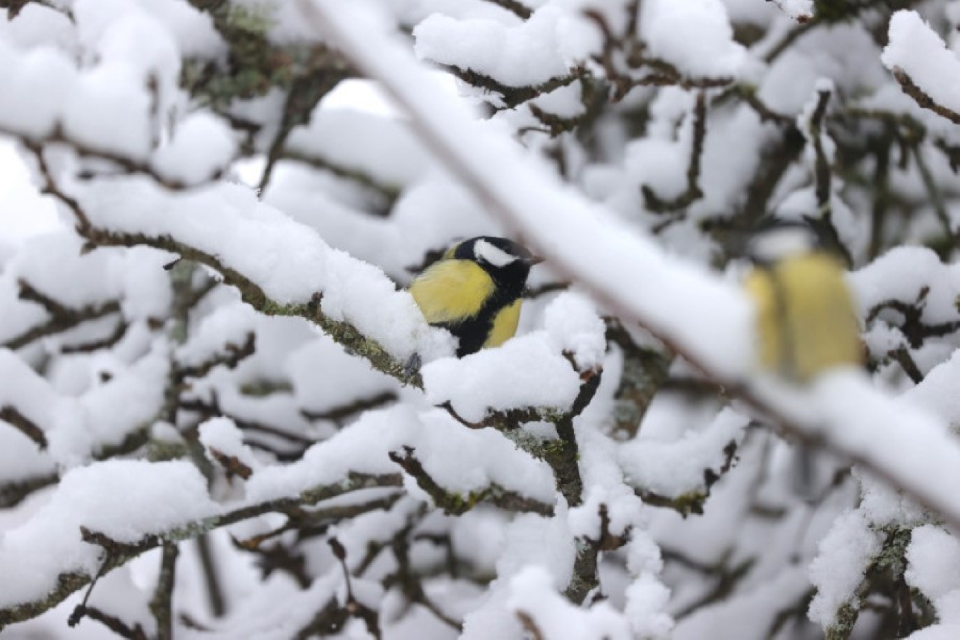 Погода в Беларуси 26 февраля: оранжевый уровень опасности в связи с гололедицей и от -18 °С до +3 °С
