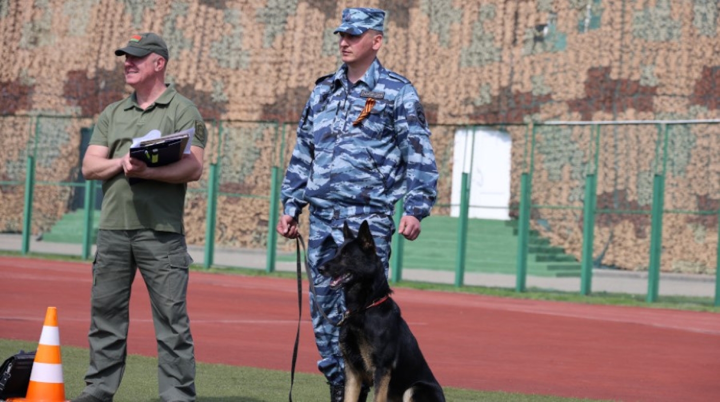 Взять след и задержать преступника. В Беларуси проходят соревнования среди кинологов