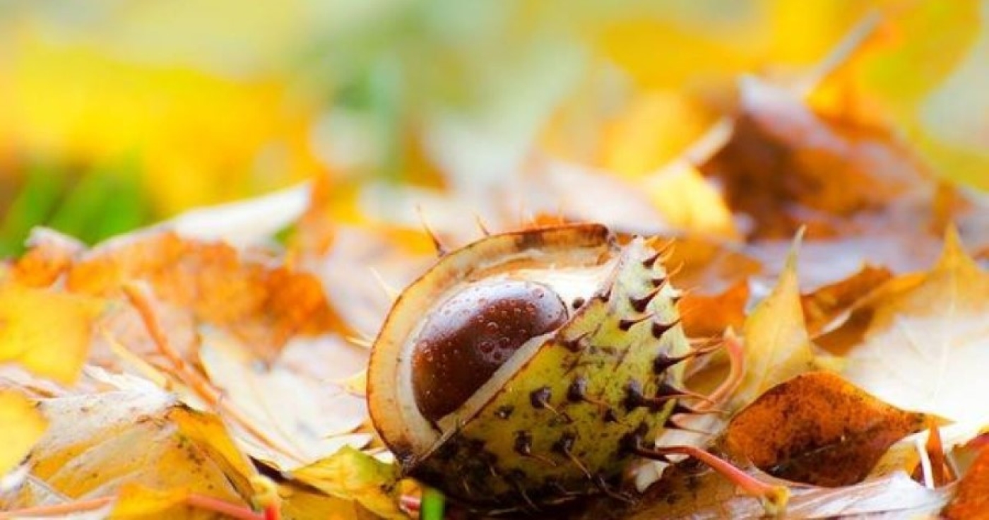 Прогноз погоды на 7 октября: небольшие дожди, туман и от +2 °С до +17 °С