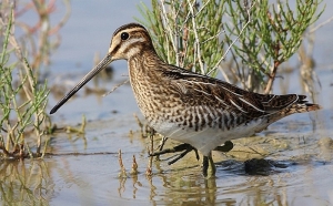 Открывается охота на бекаса. Как отличить его от краснокнижного дупеля?