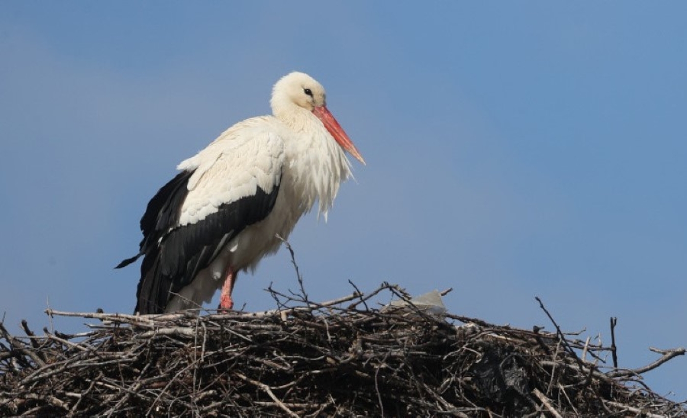 В Гродненском районе появились первые аисты