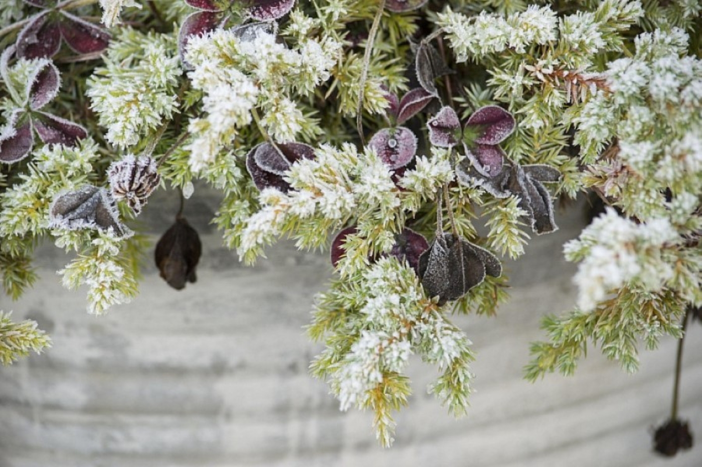 Ваши растения могут не пережить зиму – два простых способа спасут их