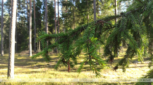 Три человека заблудились в лесах Беларуси за сутки