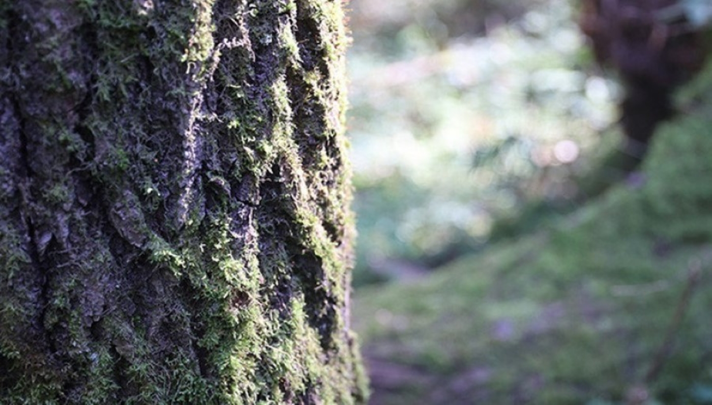 Ограничения на посещение лесов сохраняются во всех областях Беларуси