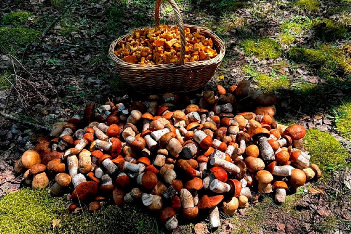 Как грибов поесть и не отравиться, рассказали в Минздраве