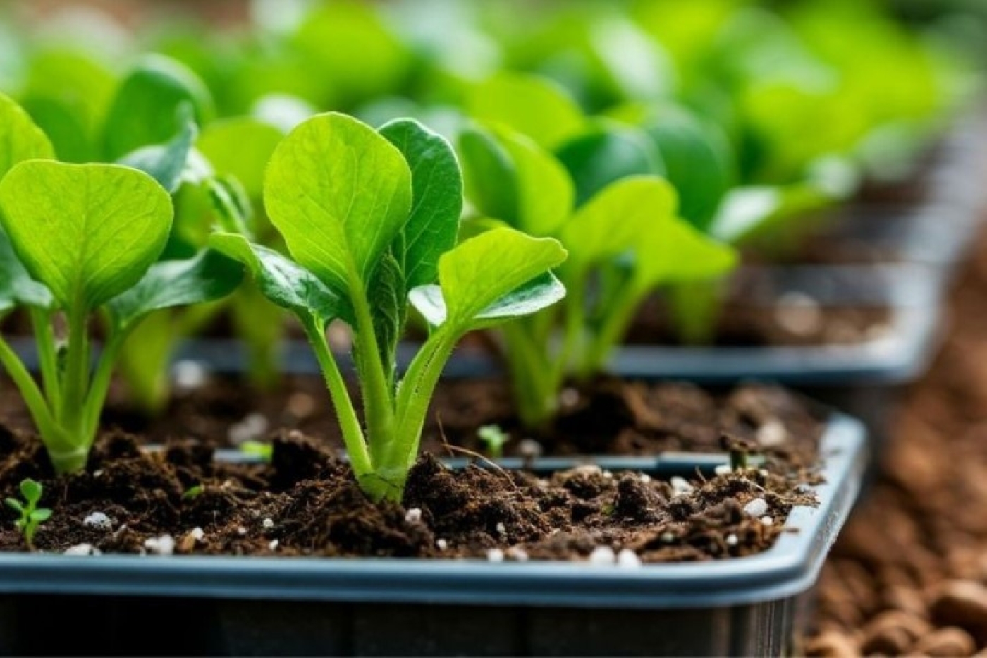 Когда сажать рассаду томатов, перцев и огурцов в 2026 году: точные сроки