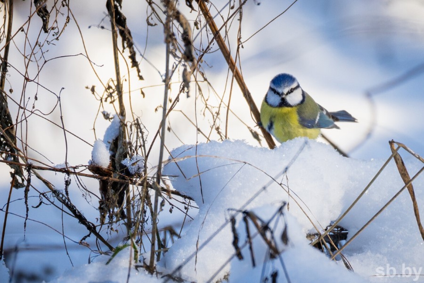 Погода в Беларуси 3 марта: оранжевый уровень опасности из-за гололедицы, мокрый снег и от -8 °С до +10 °С
