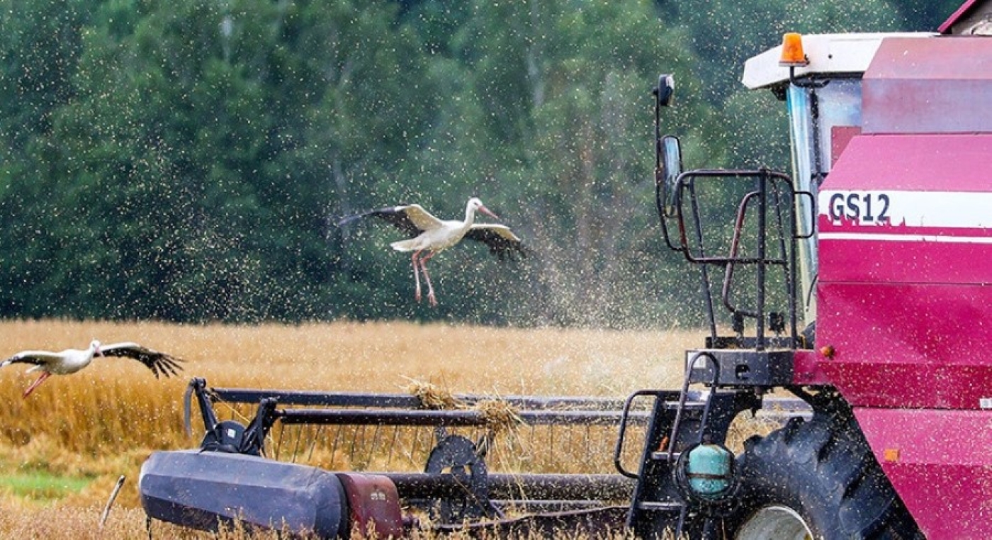 Аграрии Беларуси намолотили почти 8,9 млн тонн зерна