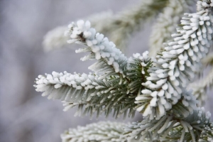 Погода в Беларуси 5 декабря: облачно, снег и от -6 °С до +3 °С