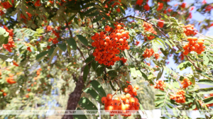 Синоптики о погоде на 9-14 сентября: на смену ночным заморозкам придут дожди