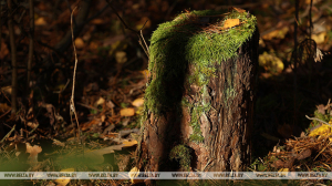 Запреты и ограничения на посещение лесов введены в 93 районах Беларуси
