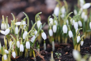 Подарок от самой природы - первые подснежники распустились в Беларуси