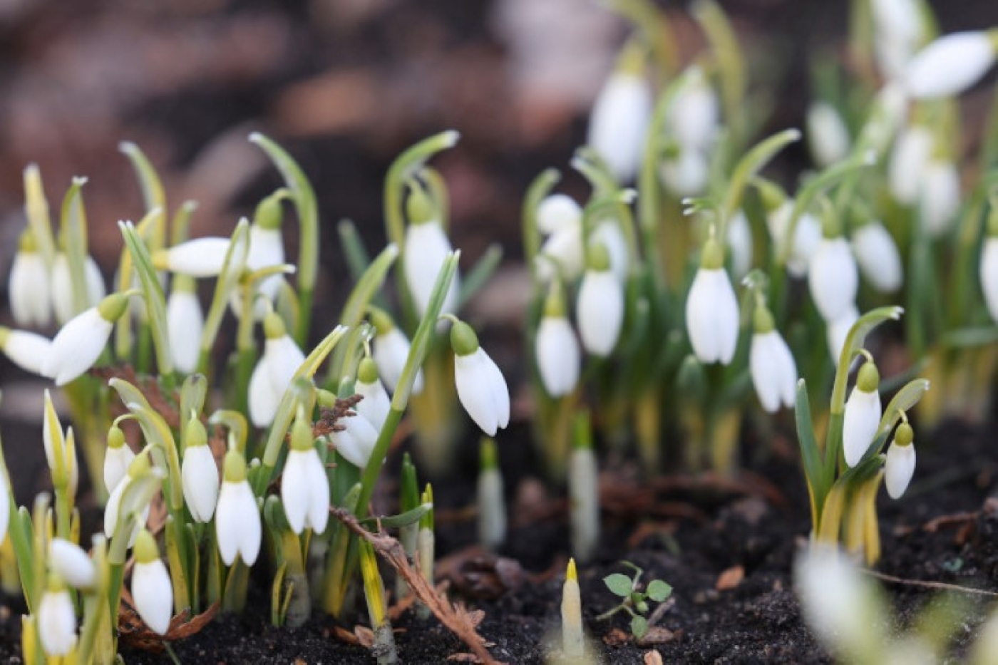 Подарок от самой природы - первые подснежники распустились в Беларуси