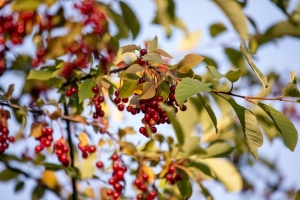 Погода 14 мая: облачно с прояснениями, преимущественно без осадков и до +19°С
