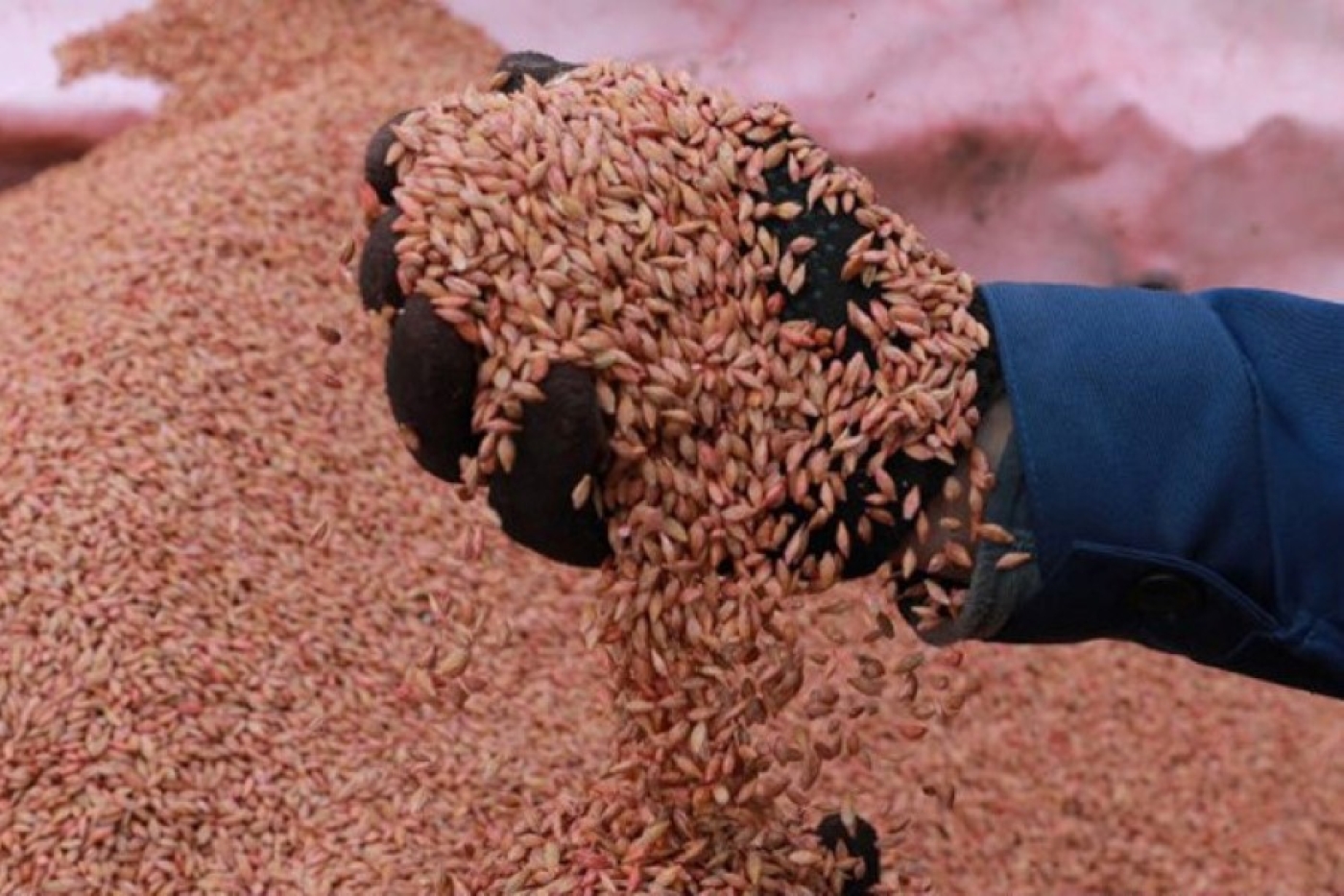 Сколько семян заготовлено в Беларуси под яровой сев, рассказали в Минсельхозпроде