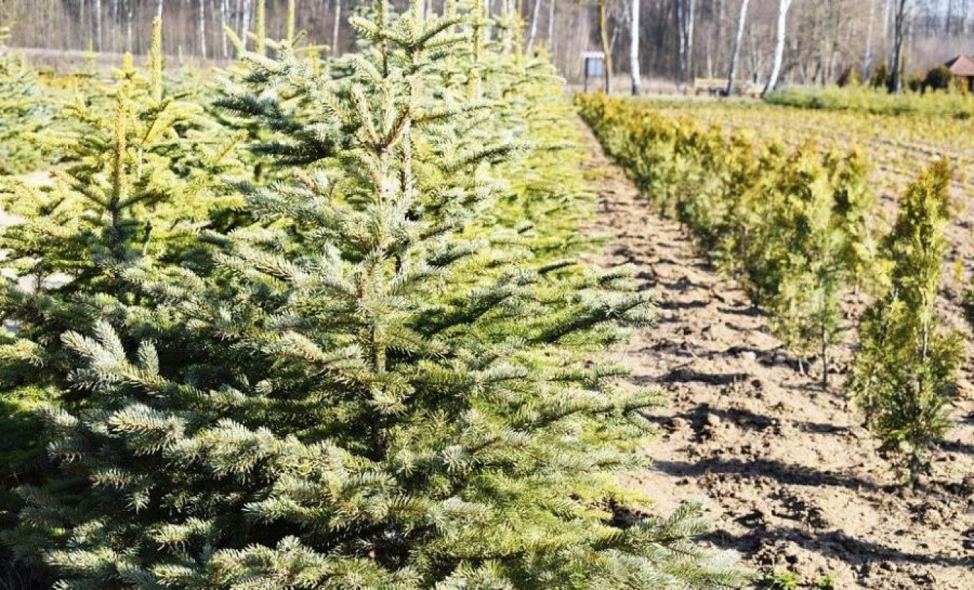 Более 370 млн саженцев вырастили в питомниках Беларуси в прошлом году