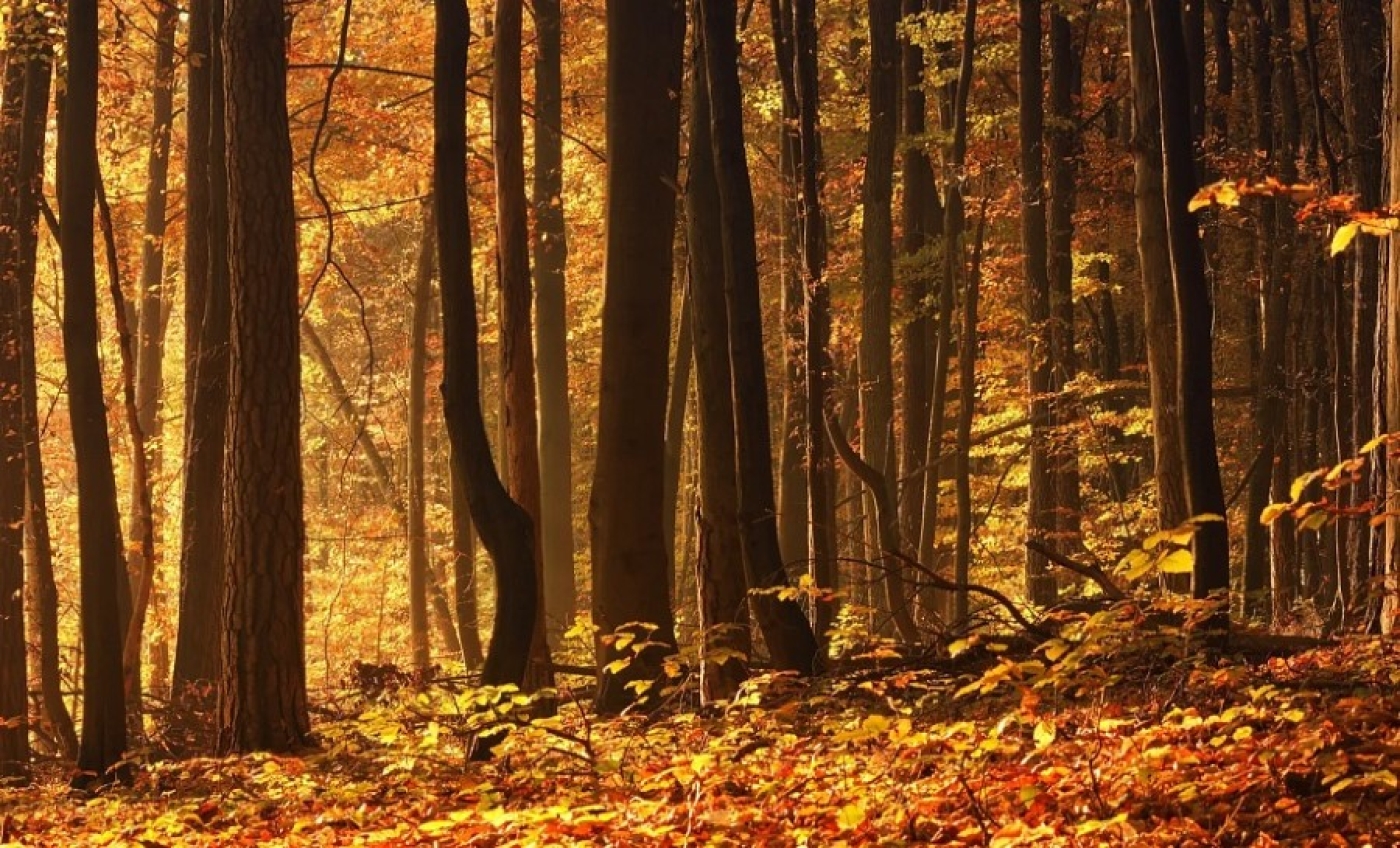 Погода в Беларуси 23 октября: местами дожди, слабый туман, порывистый ветер и от +1 °С до +17 °С