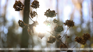 Дожди и мокрый снег прогнозируют в Беларуси на 15 ноября