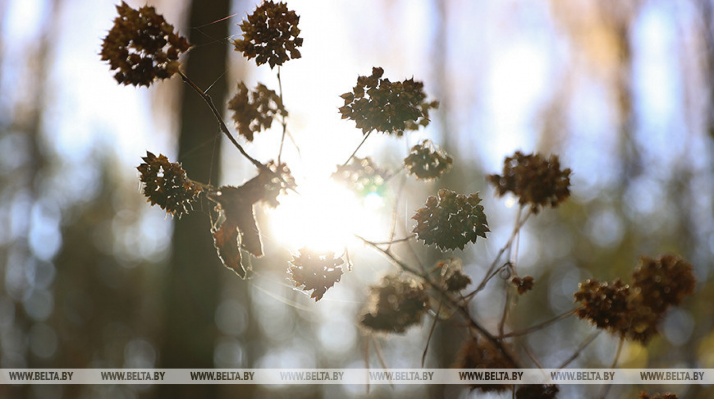 Дожди и мокрый снег прогнозируют в Беларуси на 15 ноября