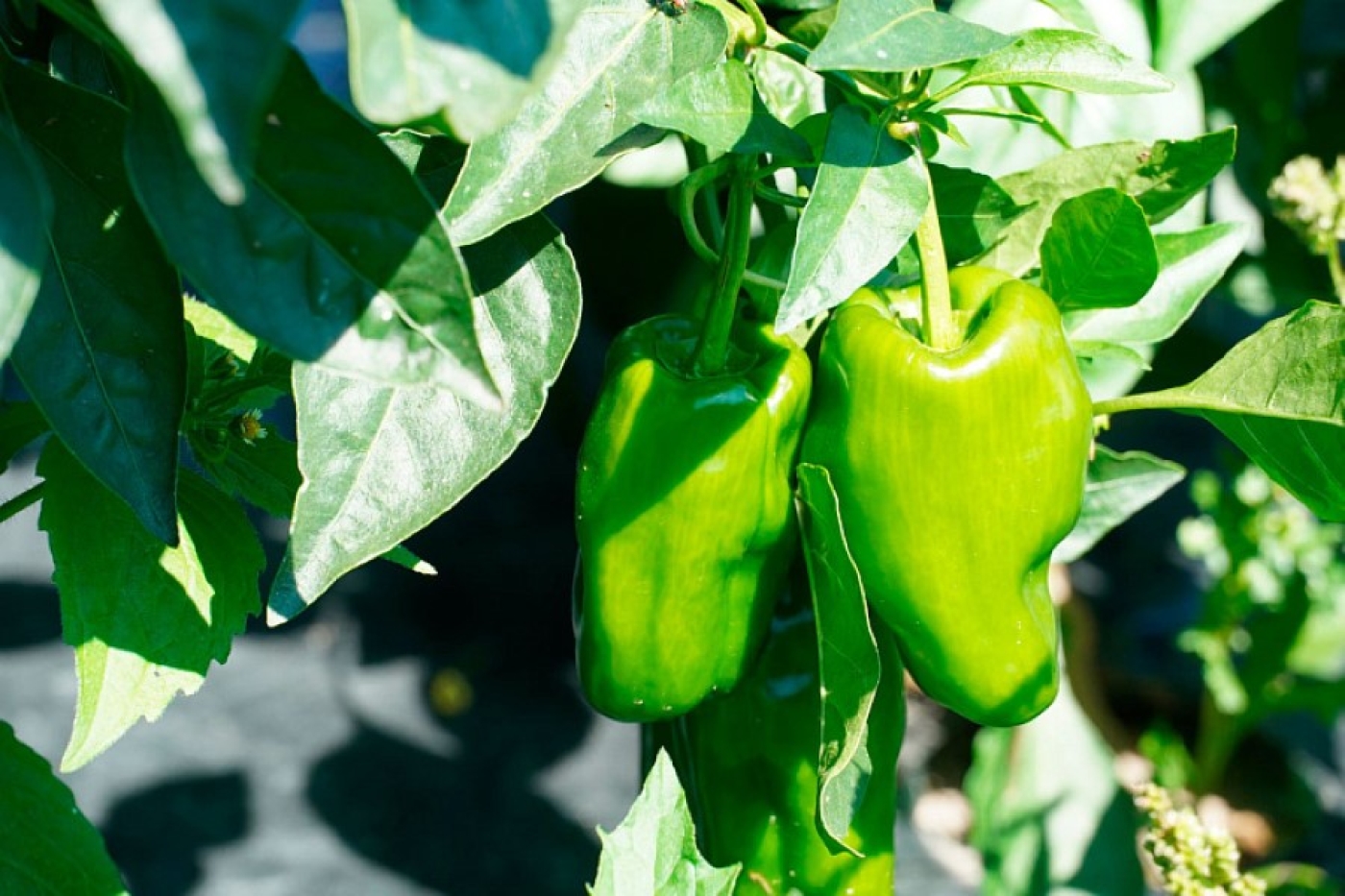 Перца будет в два раза больше: эффективное удобрение без химии