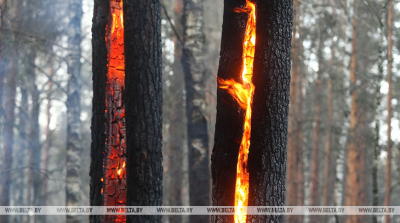 Более 130 человек тушили ночью лесной пожар в Белыничском лесхозе