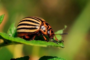 Картофель под защитой: делаем адскую смесь для колорадских жуков