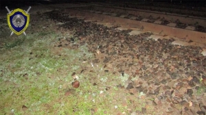 В Пинске мужчина переходил через ж/д пути и попал под поезд