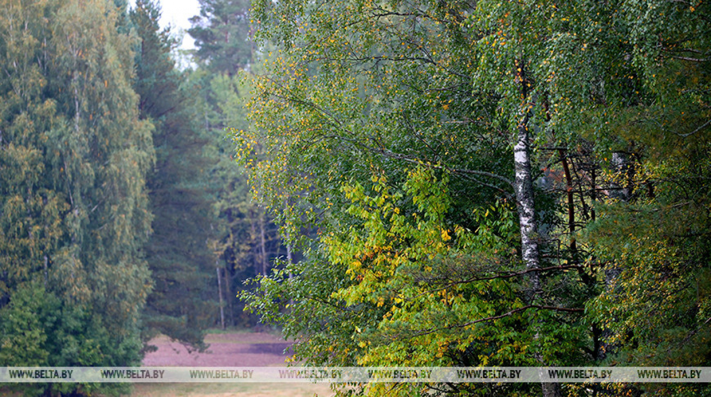 В Беларуси за сутки в лесах потерялись два человека, одного пока не нашли