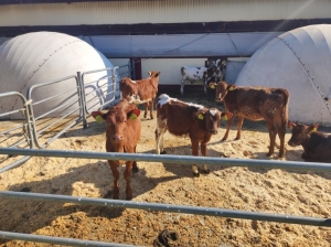 Комитет госконтроля проверил зимнюю подготовку животноводческих объектов