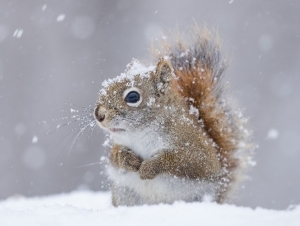 Порывистый ветер, мокрый снег и гололед ожидаются сегодня в Беларуси