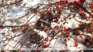 Гололедица и до -7°С будет сегодня в Беларуси