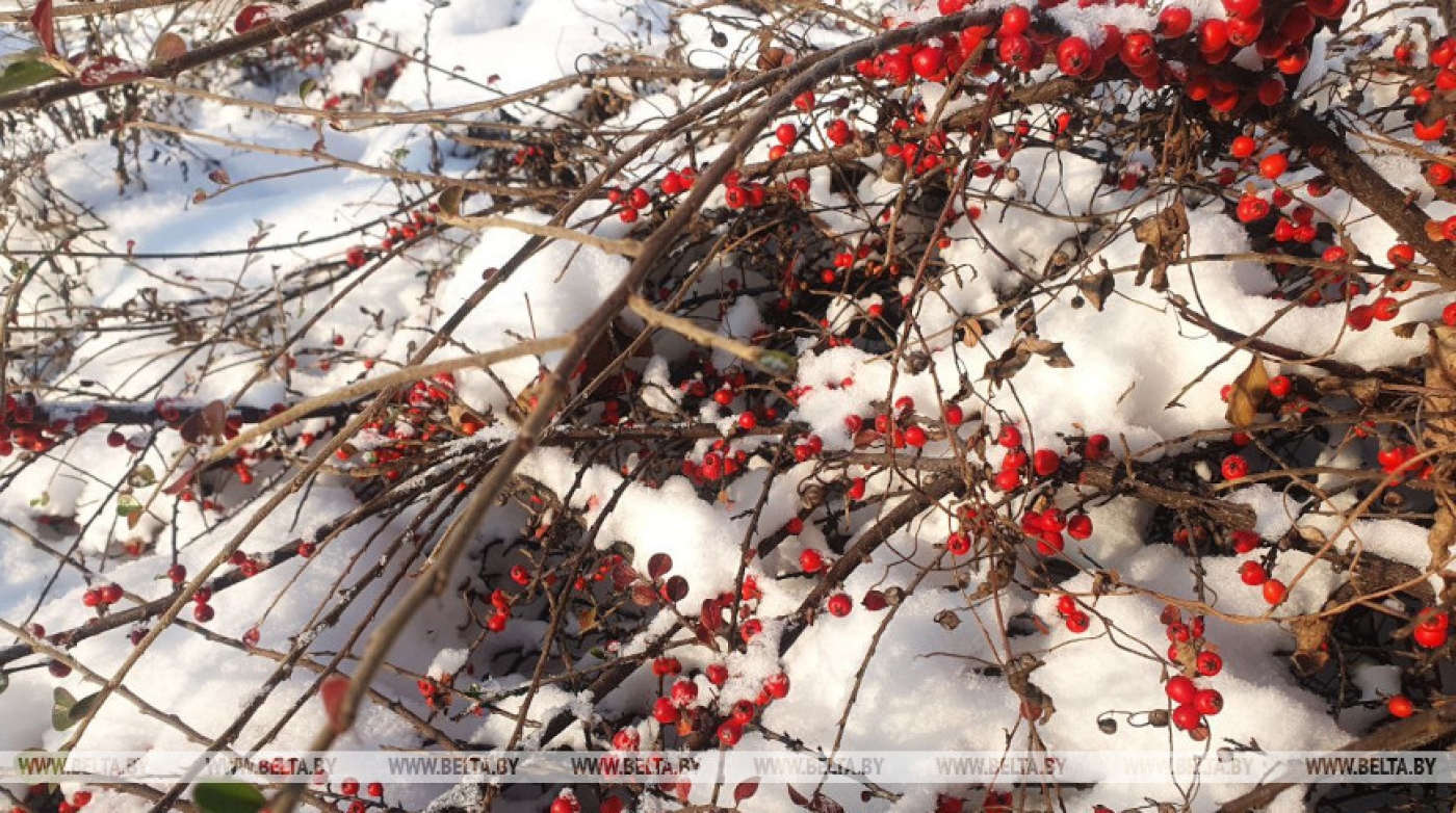 Гололедица и до -7°С будет сегодня в Беларуси