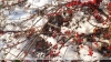 Гололедица и до -7°С будет сегодня в Беларуси