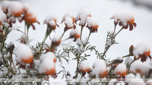 Оранжевый уровень опасности из-за снегопада объявлен в Беларуси 22 ноября