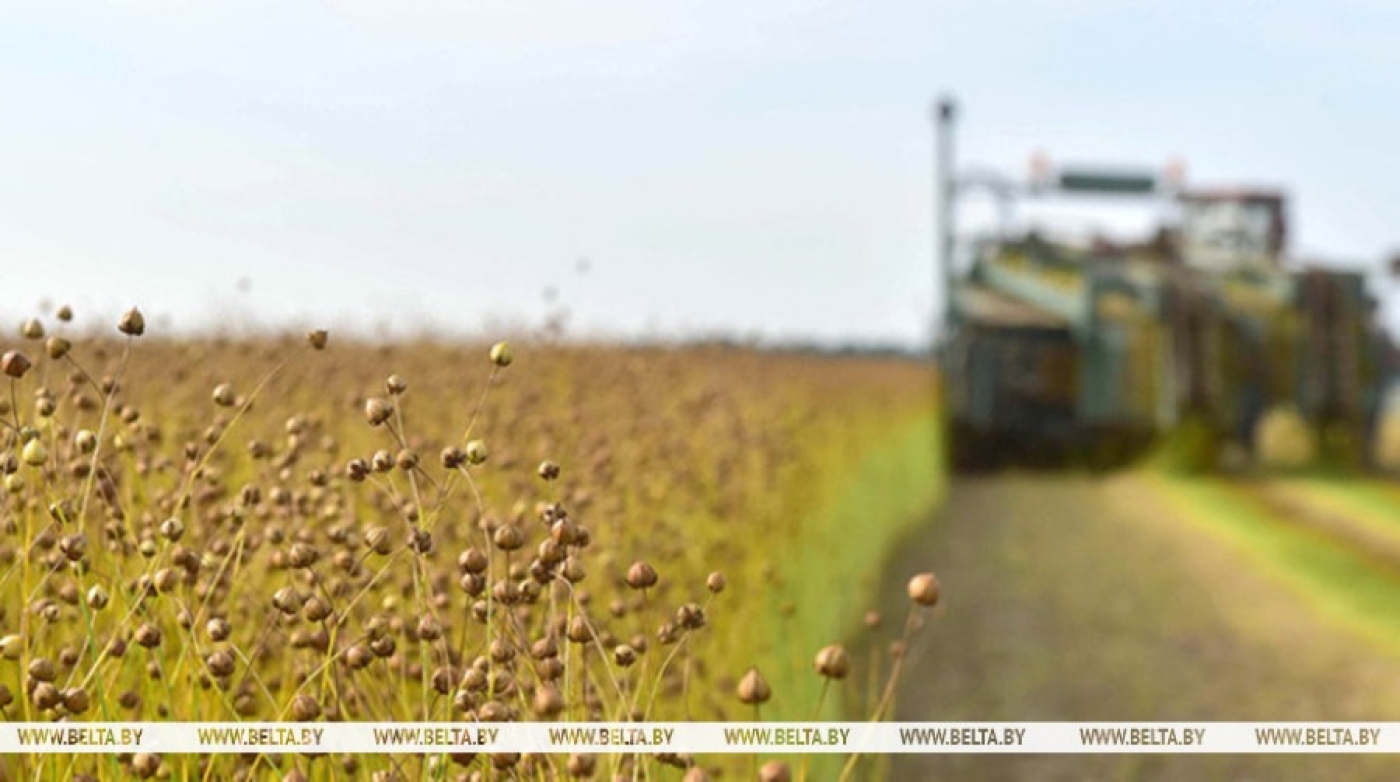 Какое состояние посевов льна, рассказали в Белгидромете