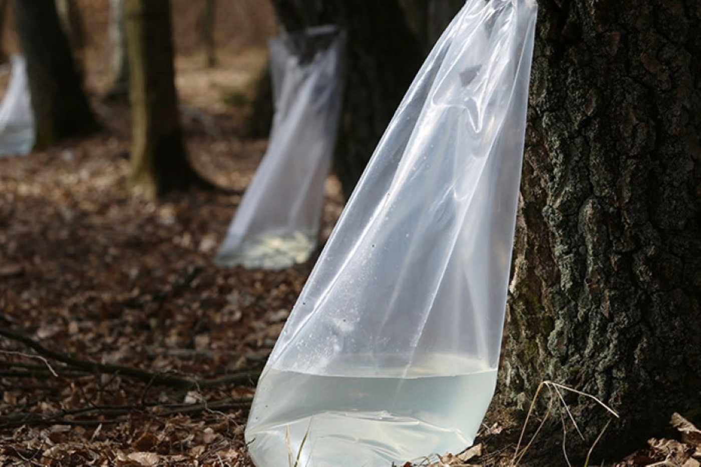 Более 3,8 тыс. тонн березового сока планируют заготовить лесхозы Минской области