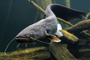 Щука и сом под запретом